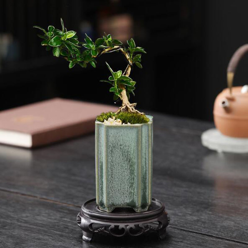 Porcellana quadrata Celadon sm - Bonsai Garden Art recensione e prezzo