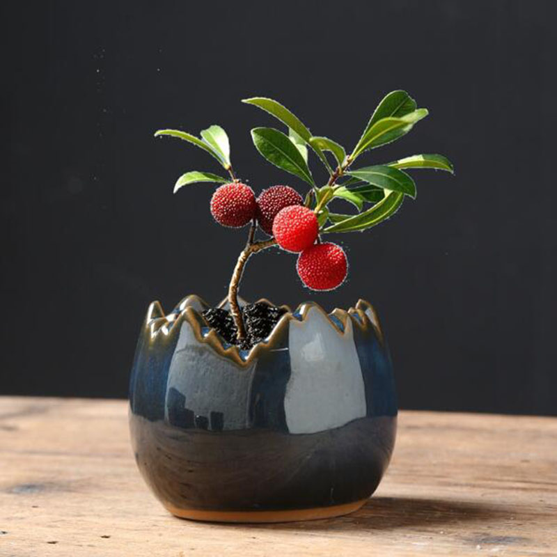 Vaso per Piante Succulente in  - Bonsai Garden Art recensione e prezzo