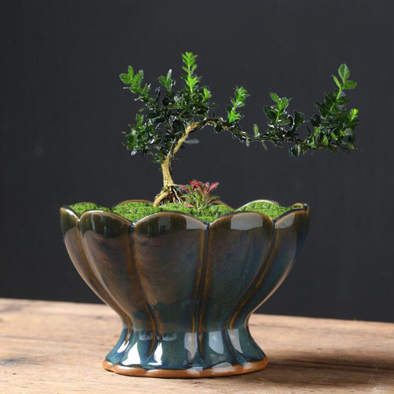 Vaso per Piante Succulente in  - Bonsai Garden Art recensione e prezzo